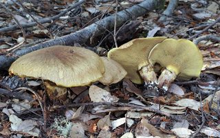 Suillus_ponderosus(mgw-03).jpg