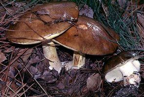 Suillus_pungens(bk-02).jpg