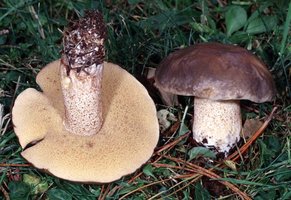 Suillus_pungens(fs-02).jpg