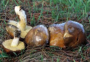 Suillus_pungens(mgw-01).jpg