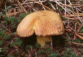 Suillus_tomentosus(fs-02).jpg