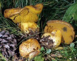 Suillus_tomentosus(mgw-01).jpg