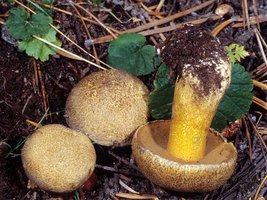 Suillus_tomentosus(mgw-03).jpg