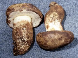 Tylopilus_ammiratii(mgw-01).jpg