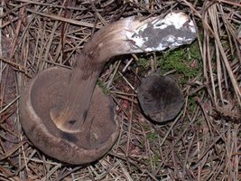 Tylopilus_porphyrosporus(dd-8376).jpg