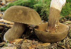 Tylopilus_porphyrosporus(mgw-01).jpg