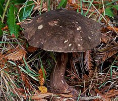 Tylopilus_pseudoscaber1.jpg