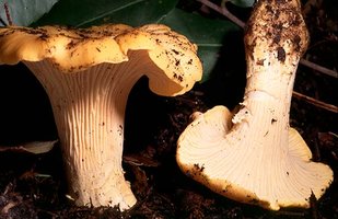 Cantharellus_cibarius(bk-01).jpg