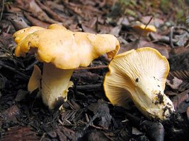 Cantharellus_cibarius(nw-01).jpg