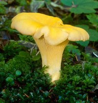 Cantharellus_cibarius(OR-mgw-01).jpg