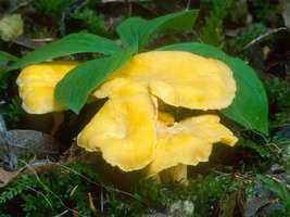 Cantharellus_cibarius(OR-mgw-02).jpg