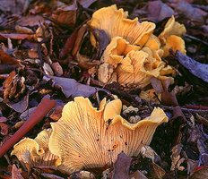 Cantharellus_cibarius(tg-01).jpg