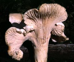 Cantharellus_subalbidus(hs-01).jpg