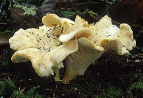 Cantharellus_subalbidus(mgw-01).jpg