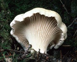 Cantharellus_subalbidus(tfl-s194-12).jpg