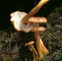 Cantharellus_tubaeformis(bk-01).jpg