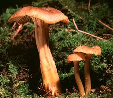 Cantharellus_tubaeformis(bk-02).jpg