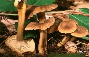 Cantharellus_tubaeformis(bk-03).jpg