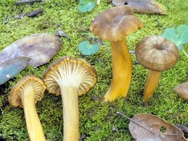 Cantharellus_tubaeformis(fs-01).jpg