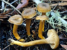 Cantharellus_tubaeformis(mgw-01).jpg