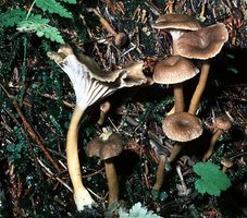 Cantharellus_tubaeformis(td).jpg