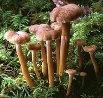 Cantharellus_tubaeformis(tfl-212-22).jpg