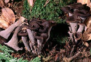 Craterellus_cornucopioides(bk-01).jpg