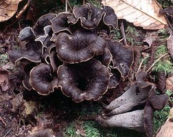 Craterellus_cornucopioides(mb-02).jpg