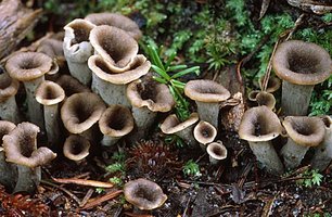 Craterellus_cornucopioides(mb-03).jpg