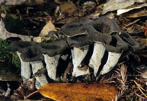 Craterellus_cornucopioides(mgw-01).jpg