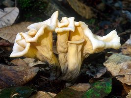 Craterellus_cornucopioides(mgw-03).jpg