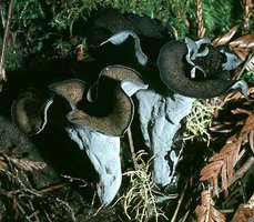 Craterellus_cornucopioides(td).jpg