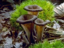 Craterellus_cornucopioides(tfl-c3622-13).jpg