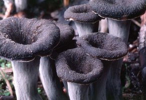 Craterellus_cornucopioides(tfl-s117-19).jpg