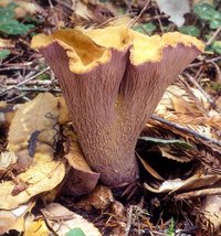 Gomphus_clavatus(mgw-01).jpg