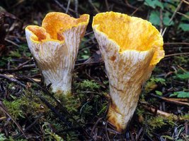 Gomphus_floccosus(mgw-02).jpg