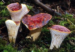 Gomphus_floccosus(mgw-03).jpg