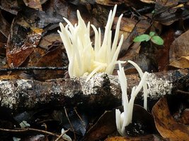 Clavaria_vermicularis(mgw-03).jpg