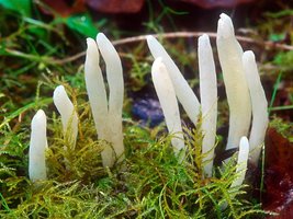 Clavaria_vermicularis(mgw-04).jpg