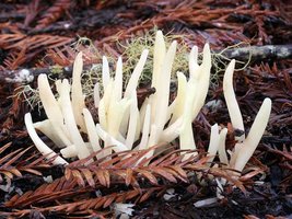 Clavaria_vermicularis(mgw-05).jpg