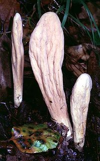 Clavariadelphus_occidentalis(mgw-01).jpg