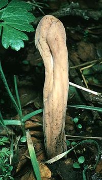 Clavariadelphus_occidentalis(td).jpg