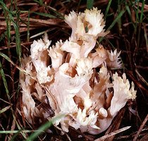 Clavulina_cristata(mgw-02).jpg