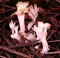 Clavulina_cristata(mgw-03).jpg