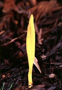 Clavulinopsis_laeticolor(bk-01).jpg