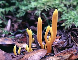 Clavulinopsis_laeticolor(fs-01).jpg