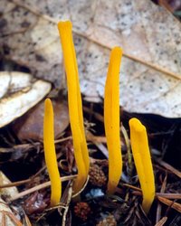 Clavulinopsis_laeticolor(mgw-02).jpg