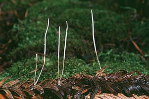 Macrotyphula_juncea(fs-01).jpg