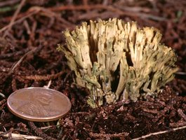 Ramaria_abietina(fs-03).jpg