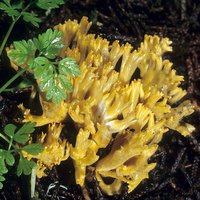 Ramaria_abietina(mgw-02).jpg